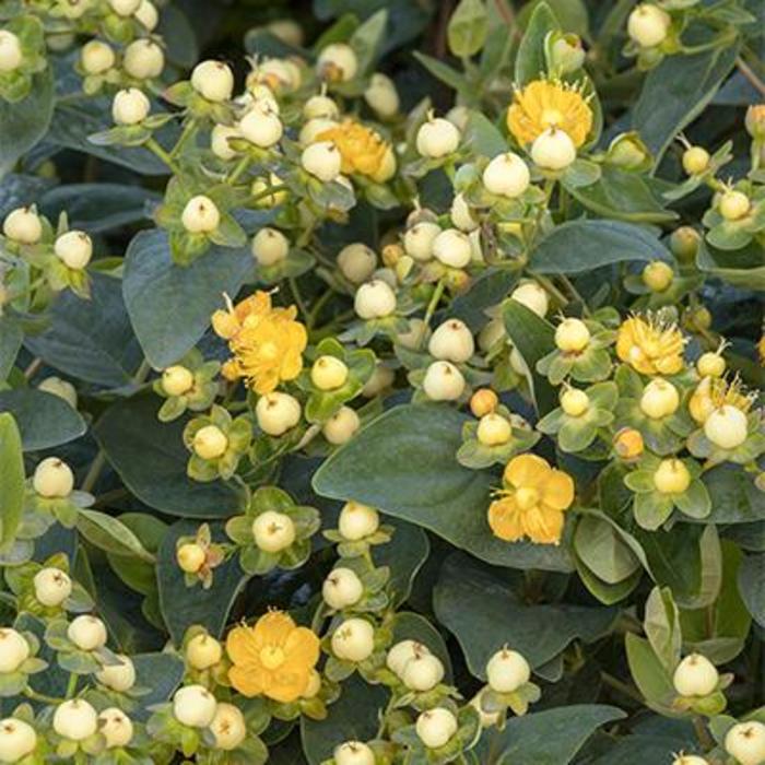 ST. JOHNS WORT 'Floralberry Champagne' - Hypericum x inodorum from Agway of Cape Cod
