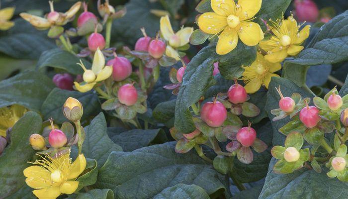 ST. JOHNS WORT 'Floralberry Rose' - Hypericum x inodorum from Agway of Cape Cod