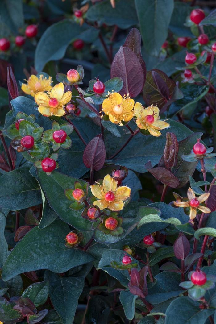 ST. JOHNS WORT 'Floralberry Sangria' - Hypericum x inodorum from Agway of Cape Cod