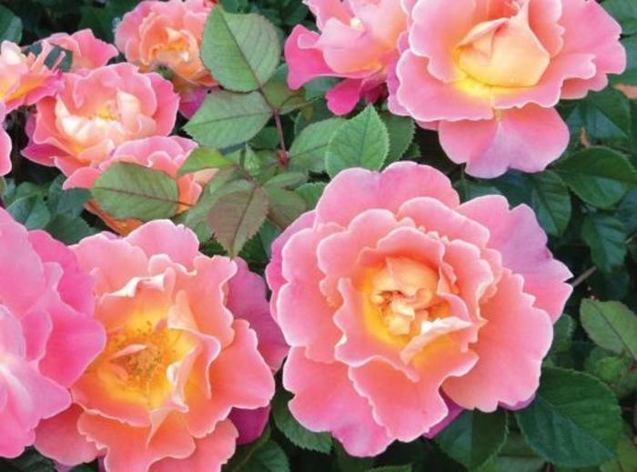 ROSE 'Fruity Petals' - Rosa from Agway of Cape Cod