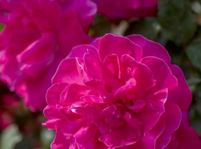 ROSE 'Highwire Flyer' - Rosa from Agway of Cape Cod