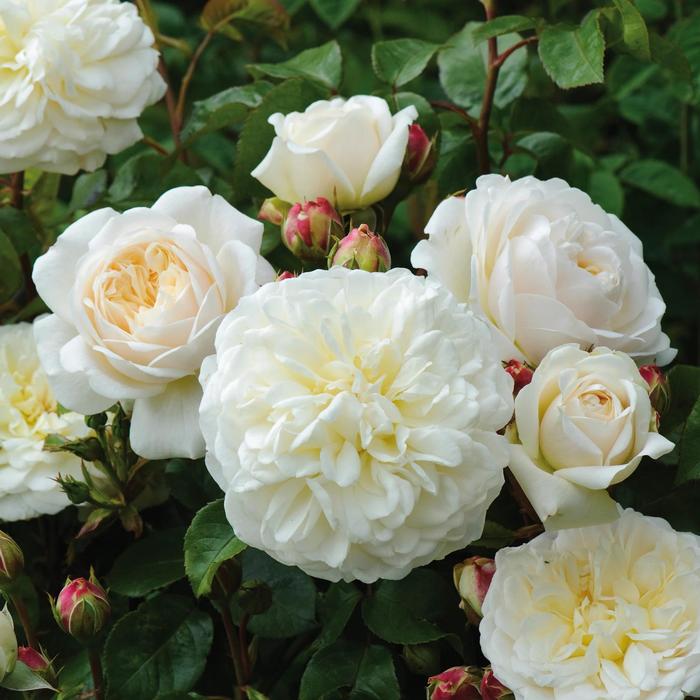 ROSE 'Tranquility' - Rosa - David Austin Rose from Agway of Cape Cod