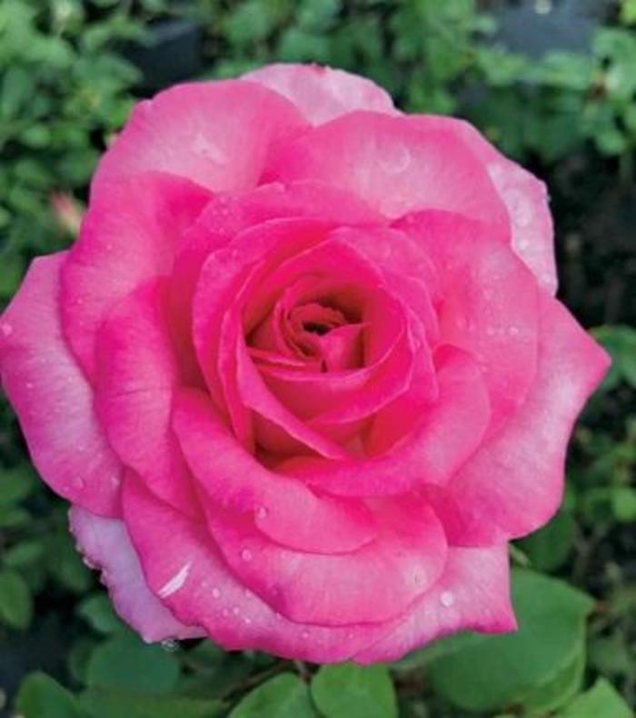 ROSE 'Eleganza Beverly' - Rosa x hybrida - Hybrid Tea Rose from Agway of Cape Cod