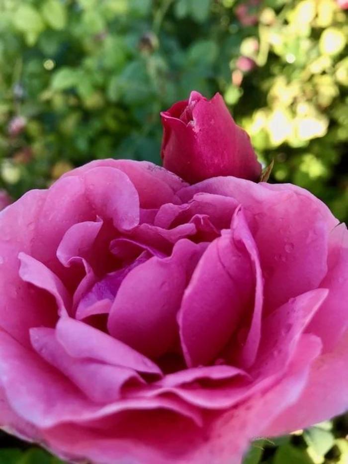 ROSE 'Dee-Lish' - Rosa x hybrida - Hybrid Tea Rose from Agway of Cape Cod