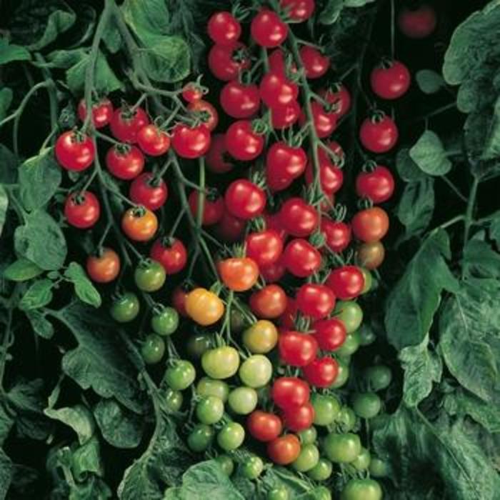 Sweet 100 Cherry Tomato - Cherry Tomato from Agway of Cape Cod