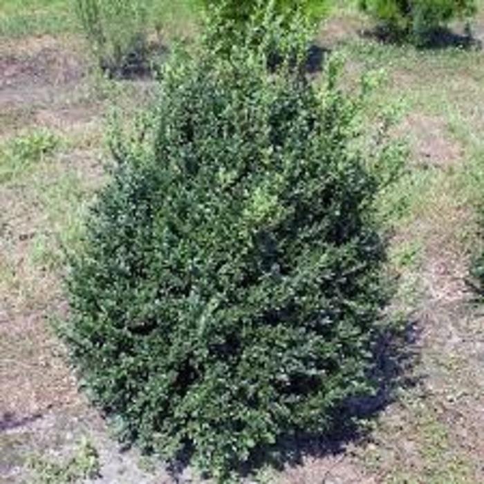 BOXWOOD Newport Blue - Buxus sempervirens from Agway of Cape Cod