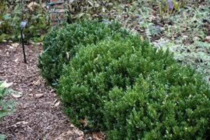 BOXWOOD 'Buddy' - Buxus sempervirens from Agway of Cape Cod
