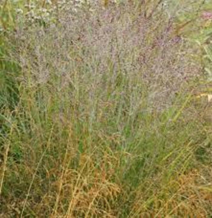 SWITCH GRASS 'Purple Tears' - Panicum virgatum from Agway of Cape Cod