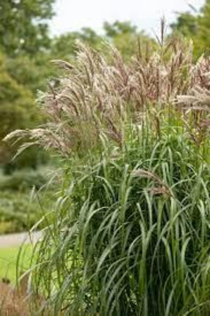 MAIDEN GRASS 'Malepartus' - Miscanthus sinensis from Agway of Cape Cod