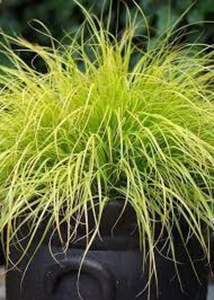 FOUNTAIN GRASS 'Lumen Gold' - Pennisetum alopecuroides from Agway of Cape Cod