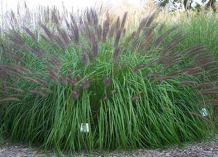 FOUNTAIN GRASS 'National Arboretum' - Pennisetum alopecuroides from Agway of Cape Cod