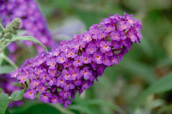 Buzz® Purple - Buddleia davidii 'Buzz purple' from Agway of Cape Cod