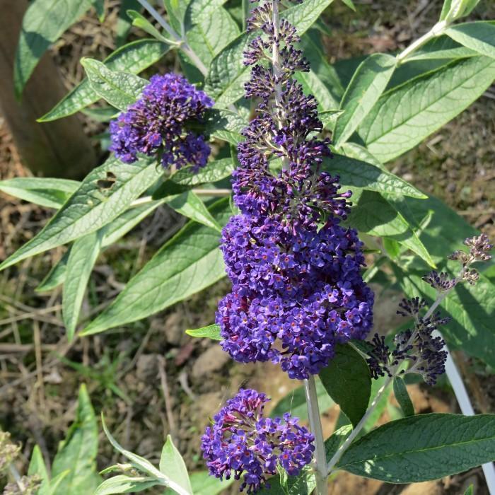 Adonis Butterfly Bush - Buddleia davidii ''Adokeep'' from Agway of Cape Cod