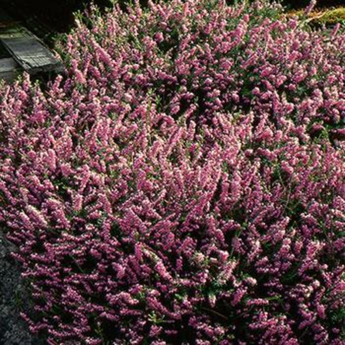 Springwood Pink Heath - Erica carnea 'Springwood Pink' from Agway of Cape Cod