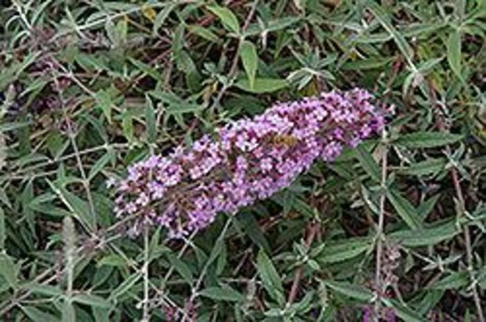 Flutterby Flow Lavender Butterfly Bush - Buddleia davidii 'Podaras 12' from Agway of Cape Cod