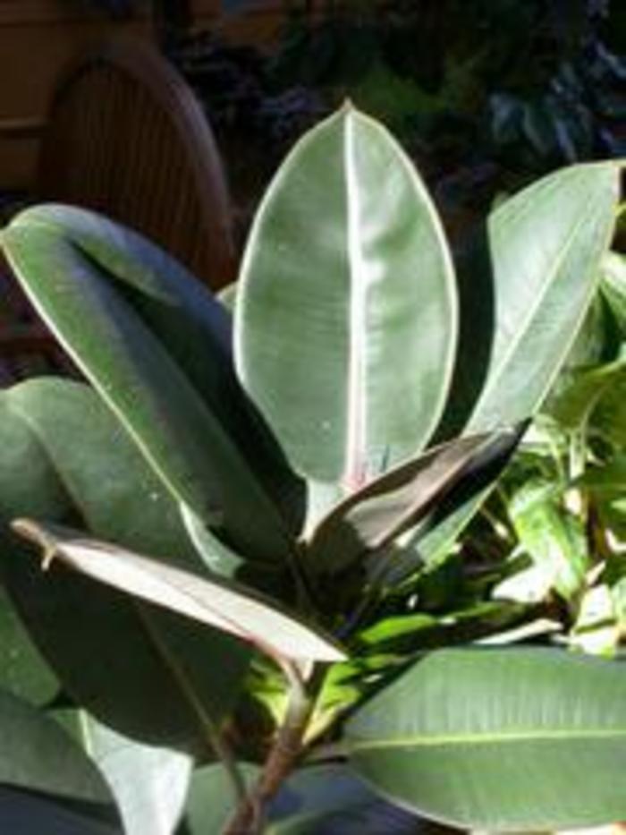 RUBBER PLANT - Ficus elastica from Agway of Cape Cod