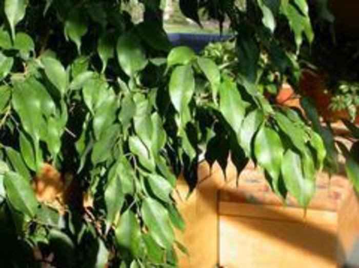 WEEPING FIG - Ficus benjamina from Agway of Cape Cod