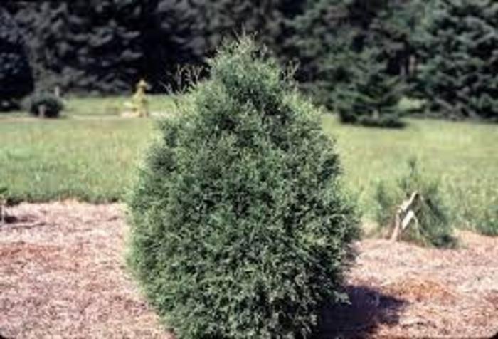 ARBORVITAE Sherwood Moss - Thuja occidentalis from Agway of Cape Cod