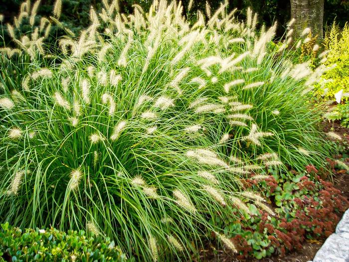 FOUNTAIN GRASS 'Hameln' - Pennisetum alopecuroides from Agway of Cape Cod