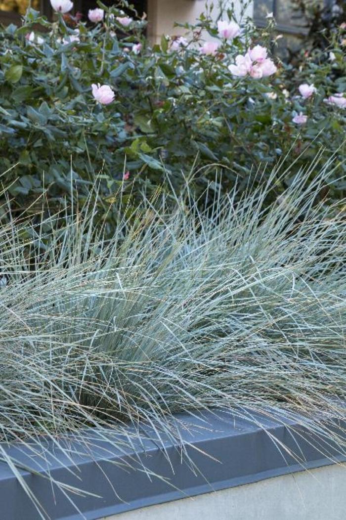 LYME GRASS 'Blue Dune' - Elymus arenarius from Agway of Cape Cod
