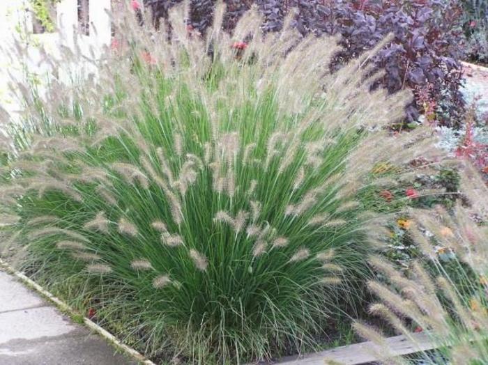 FEATHER GRASS 'Piglet' - Pennisetum alopecuroides from Agway of Cape Cod