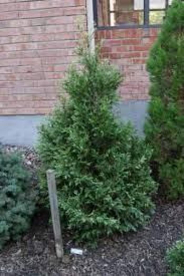 ARBORVITAE Wansdyke Silver - Thuja occidentalis from Agway of Cape Cod