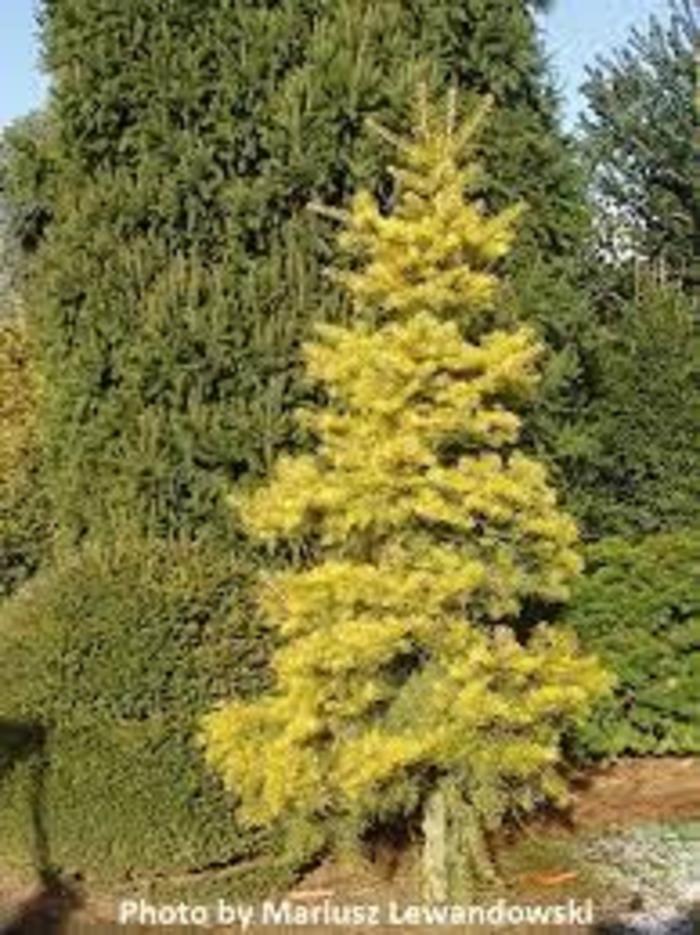 FIR Winter Gold White - Abies concolor from Agway of Cape Cod