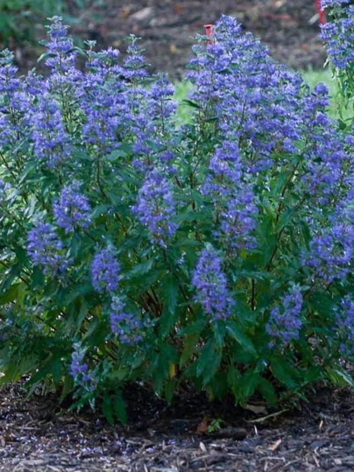 CARYOPTERIS 'Beyond Midnight' - Caryopteris x clandonensis from Agway of Cape Cod