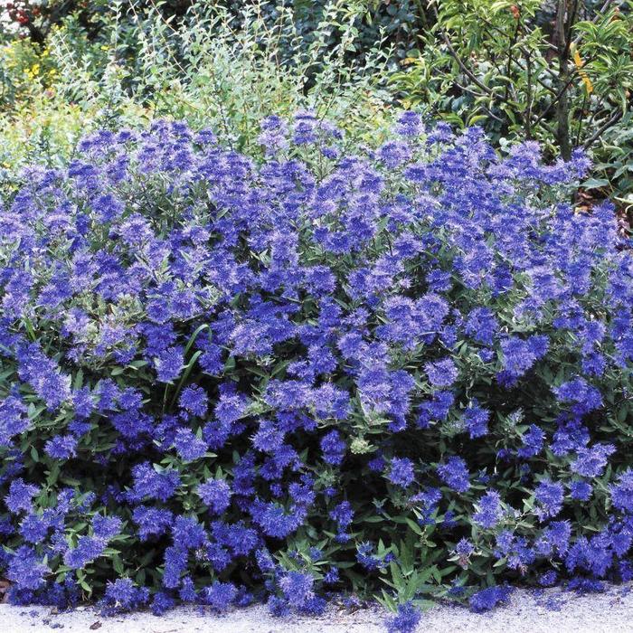 CARYOPTERIS 'Sapphire Surf' - Caryopteris x clandonensis from Agway of Cape Cod