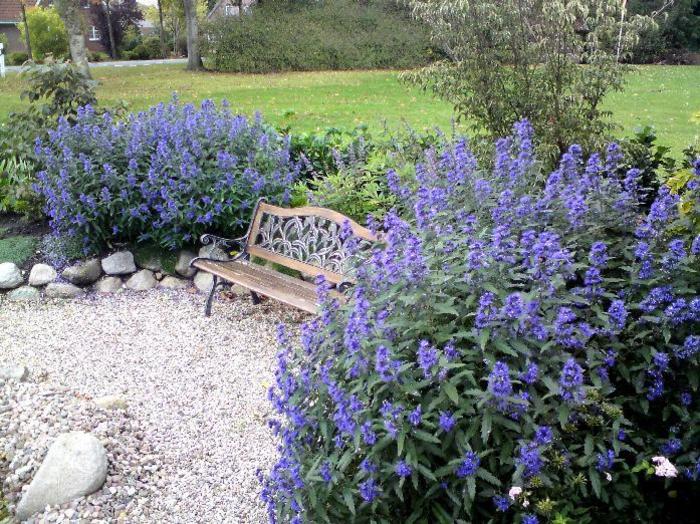 CARYOPTERIS 'Blue Balloon' - Caryopteris x clandonensis 'Blue Balloon' from Agway of Cape Cod