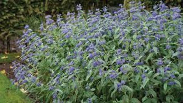 SPIREA 'Blue Empire - Caryopteris x clandonensis from Agway of Cape Cod