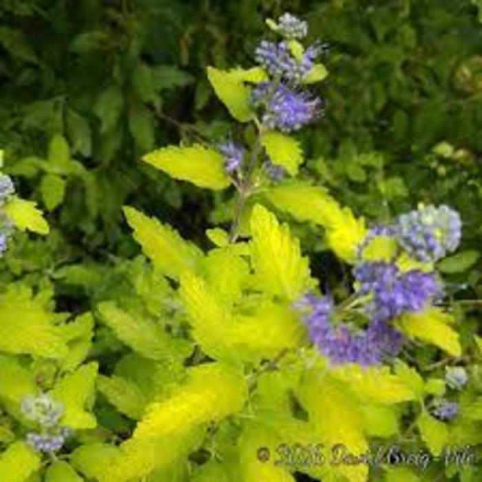 SPIREA 'Hint of Gold' - Caryopteris x clandonensis from Agway of Cape Cod