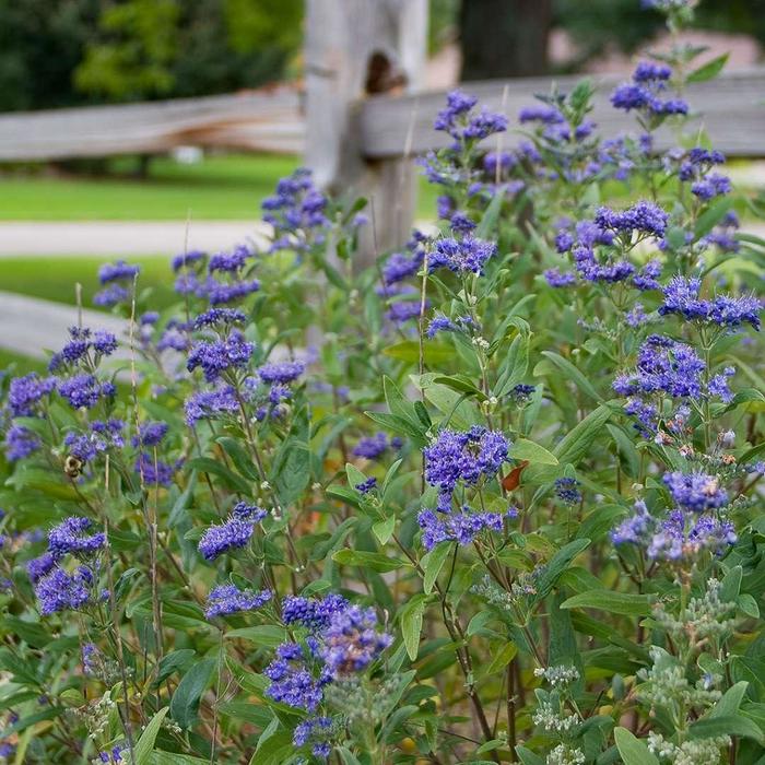 SPIREA 'Miniblue' - Caryopteris x clandonensis from Agway of Cape Cod