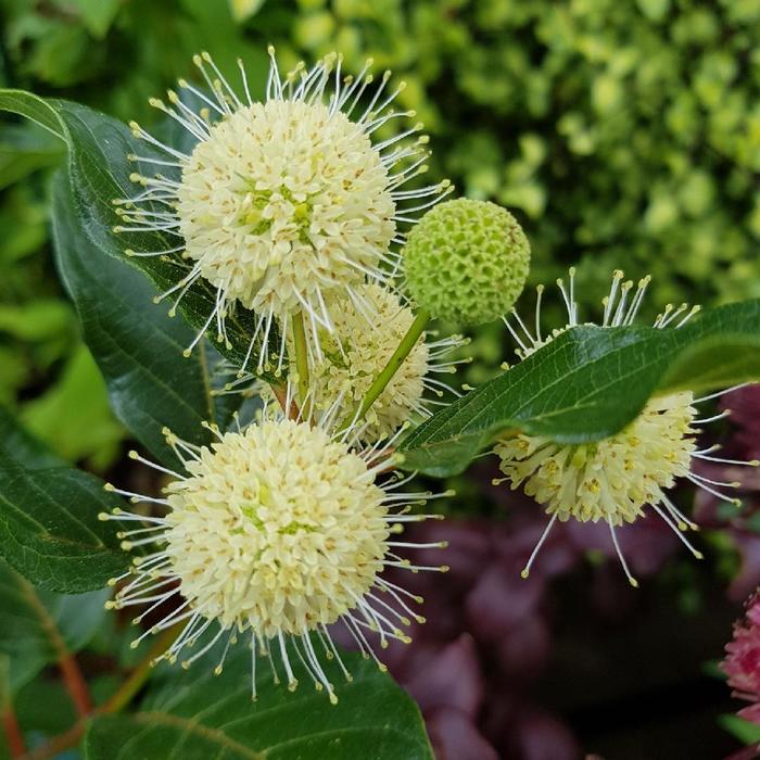 BUTTONBUSH 'Magical Moonlight' - Cephalanthus occidentalis from Agway of Cape Cod