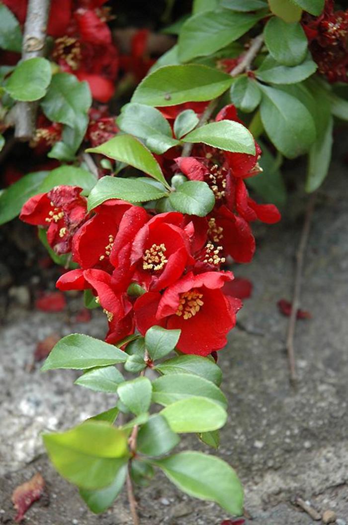 QUINCE 'Crimson and Gold' - Chaenomeles x superba from Agway of Cape Cod