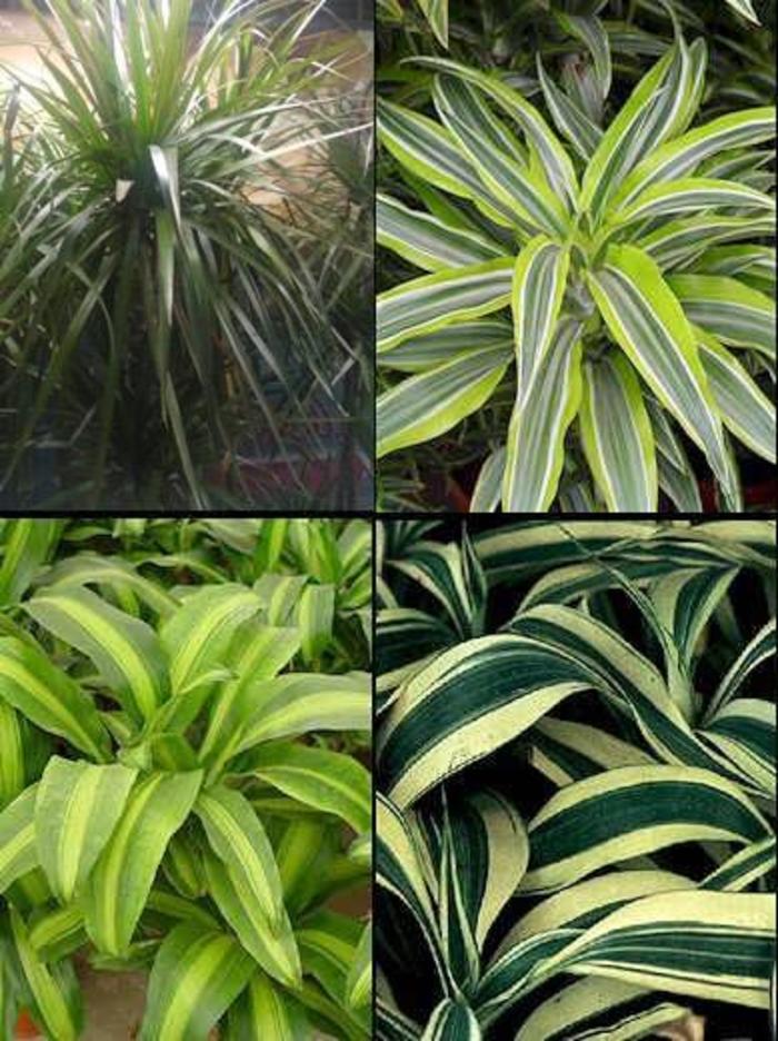 DRACENA - from Agway of Cape Cod