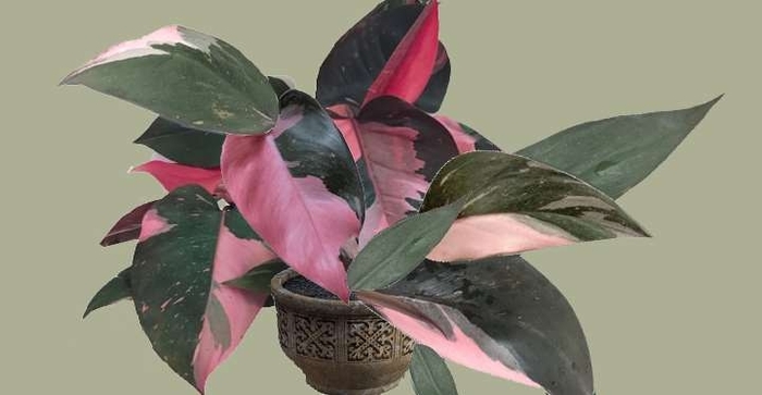 Philodendron Erubescens - 'Pink Princess' from Agway of Cape Cod