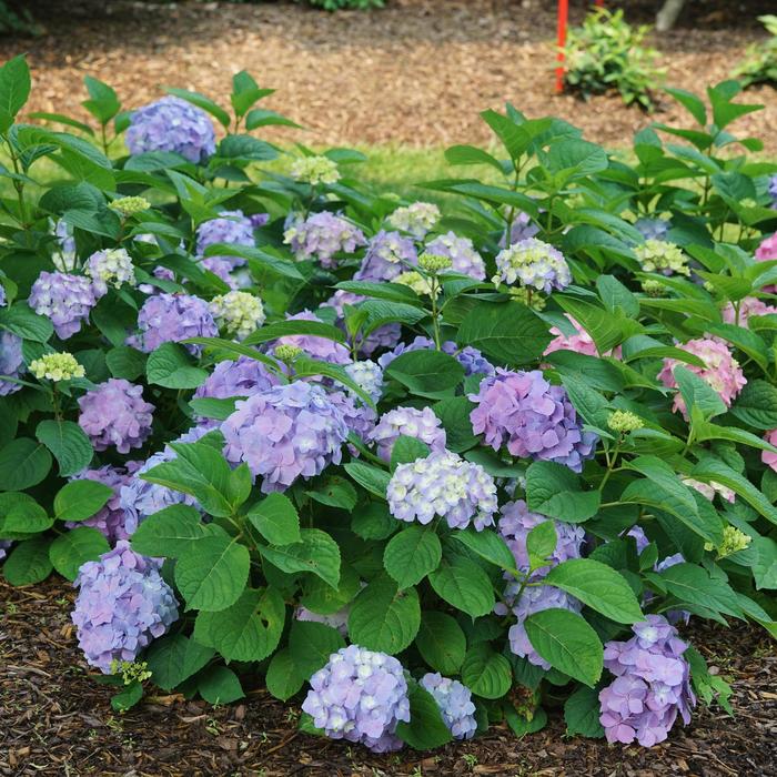 Let''s Dance® Sky View™ - Hydrangea macrophylla ''SMNHSME'' PPAF, Can PBRAF from Agway of Cape Cod