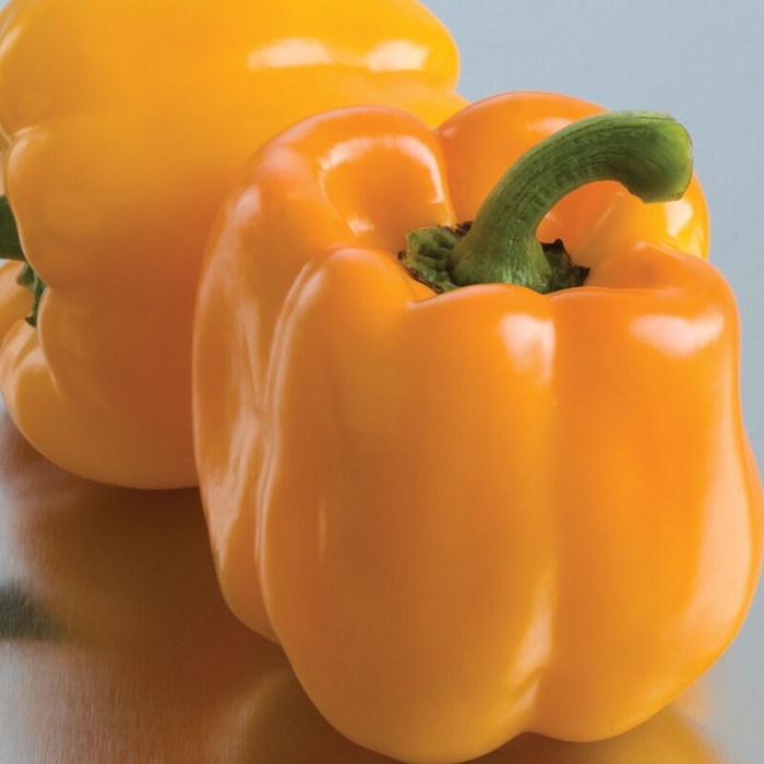 Yellow Bell Pepper - Capsicum annuum (Yellow Bell Pepper) from Agway of Cape Cod