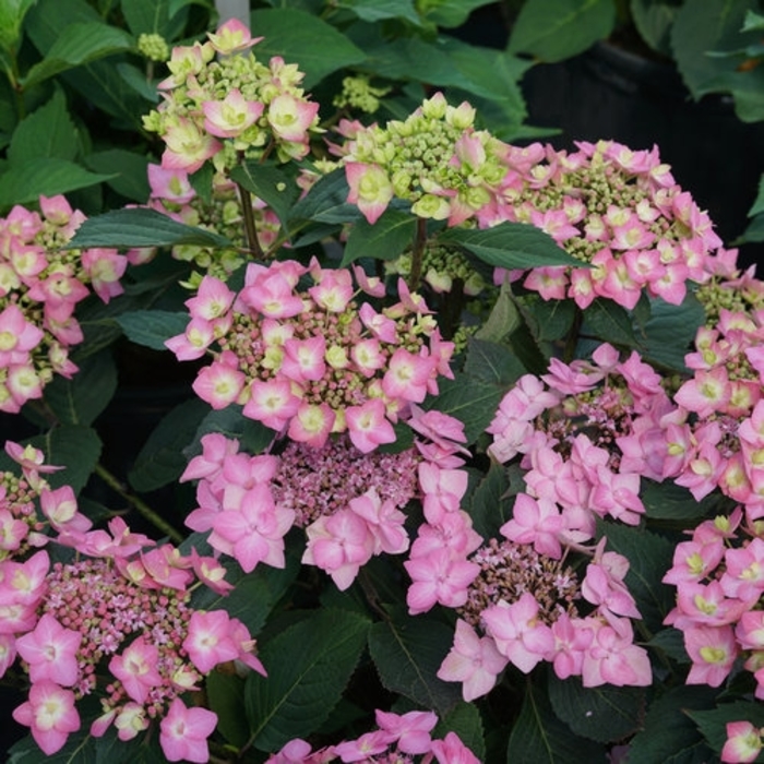 Lets Dance 'Can Do' - Hydrangea Serrata ''Can Do'' from Agway of Cape Cod