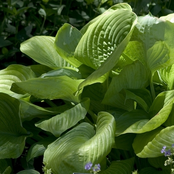 Hosta - Plantain Lily - HOSTA 'Sum and Substance'