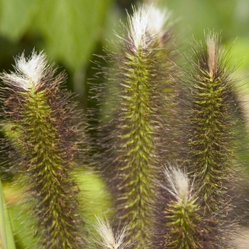 Pennisetum alopecuroides - FOUNTAIN GRASS 'Foxtrot'