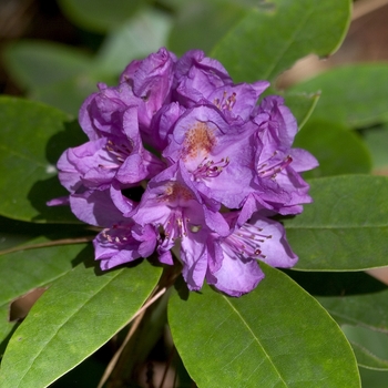 Rhododendron catawbiense - RHODODENDRON 'Boursault'