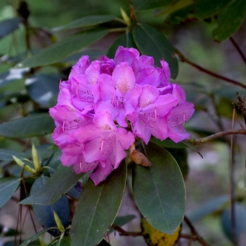 Rhododendron hybrid - RHODODENDRON 'Roseum Elegans'