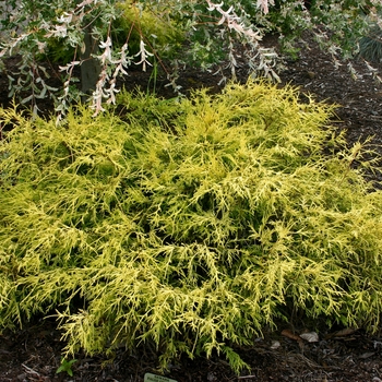 Chamaecyparis pisifera 'Lemon Thread' - Sawara Cypress