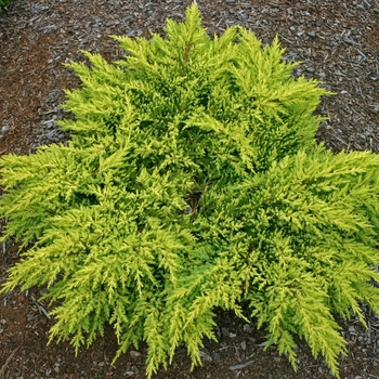 Juniperus chinensis - JUNIPER 'Daub's Frosted'