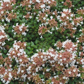 Abelia x chinensis - GLOSSY ABELIA 'Rose Creek'