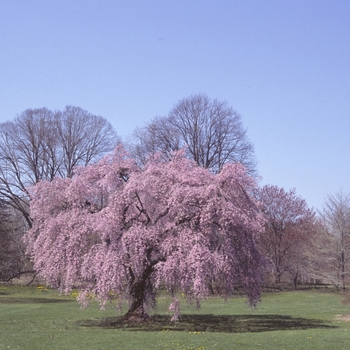 Prunus subhirtella 'Pendula Plena Rosea' - CHERRY 'Double Pink Weeping Cherry'