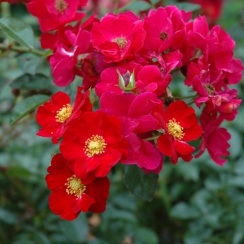 Rosa x - ROSE 'Flower Carpet Red'