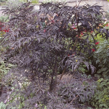 Sambucus nigra - Black Lace®